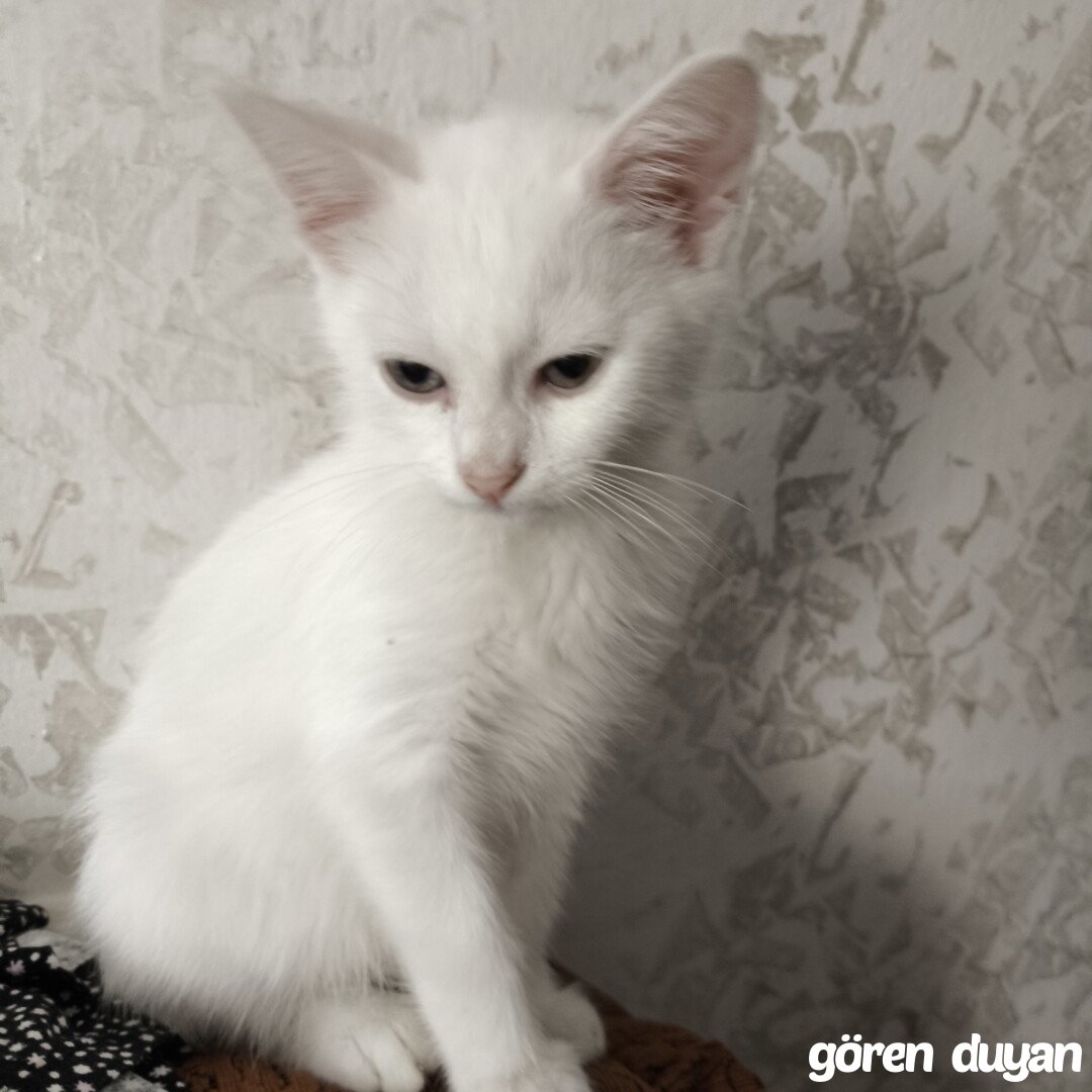Kayıp Kedi (18.07.2026)
