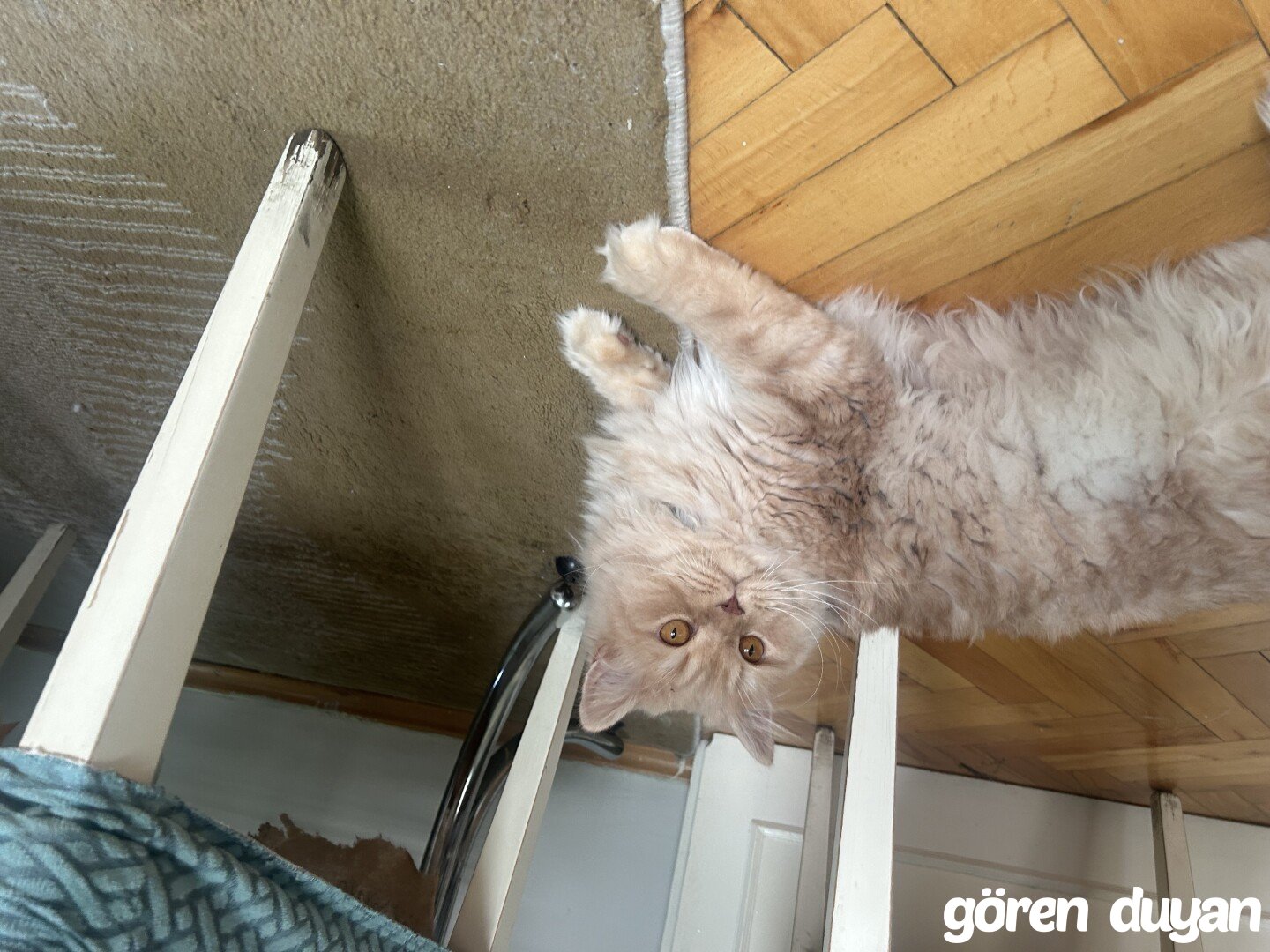 Kayıp Kedi (18.07.2026)