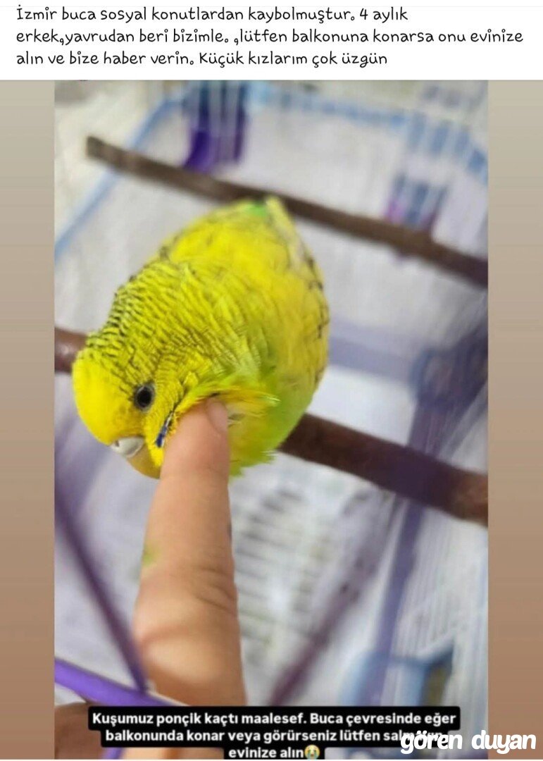 Kayıp Muhabbet Kuşu (20.06.2026)