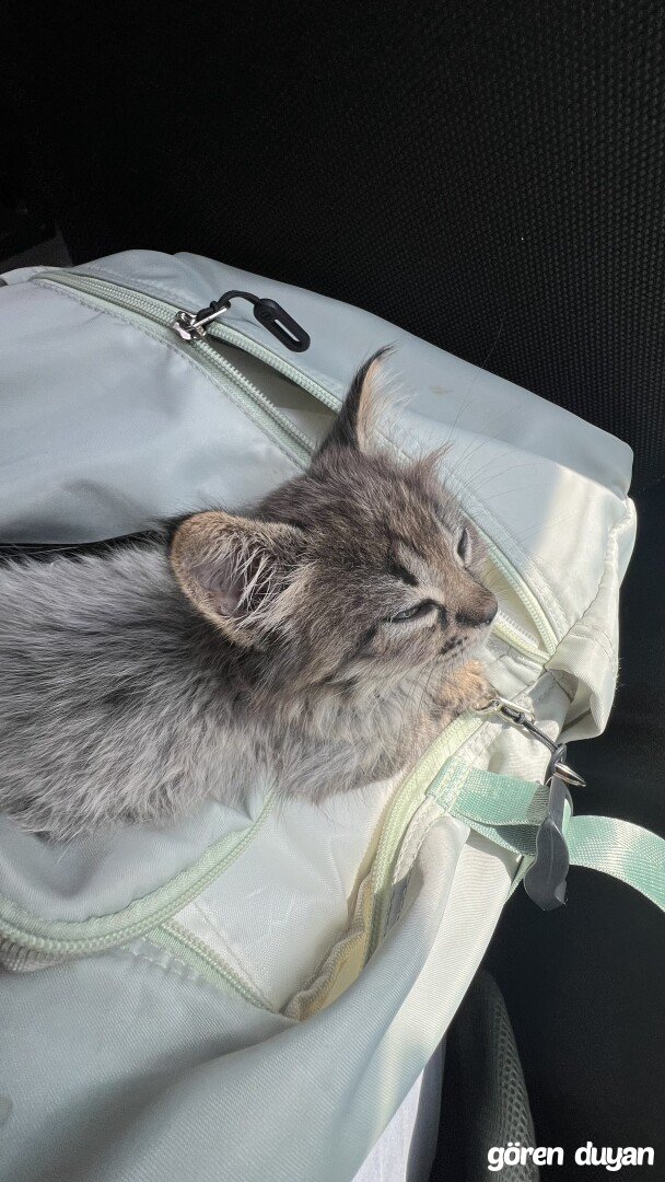 KAYIP KEDİM ACİL LÜTFEN