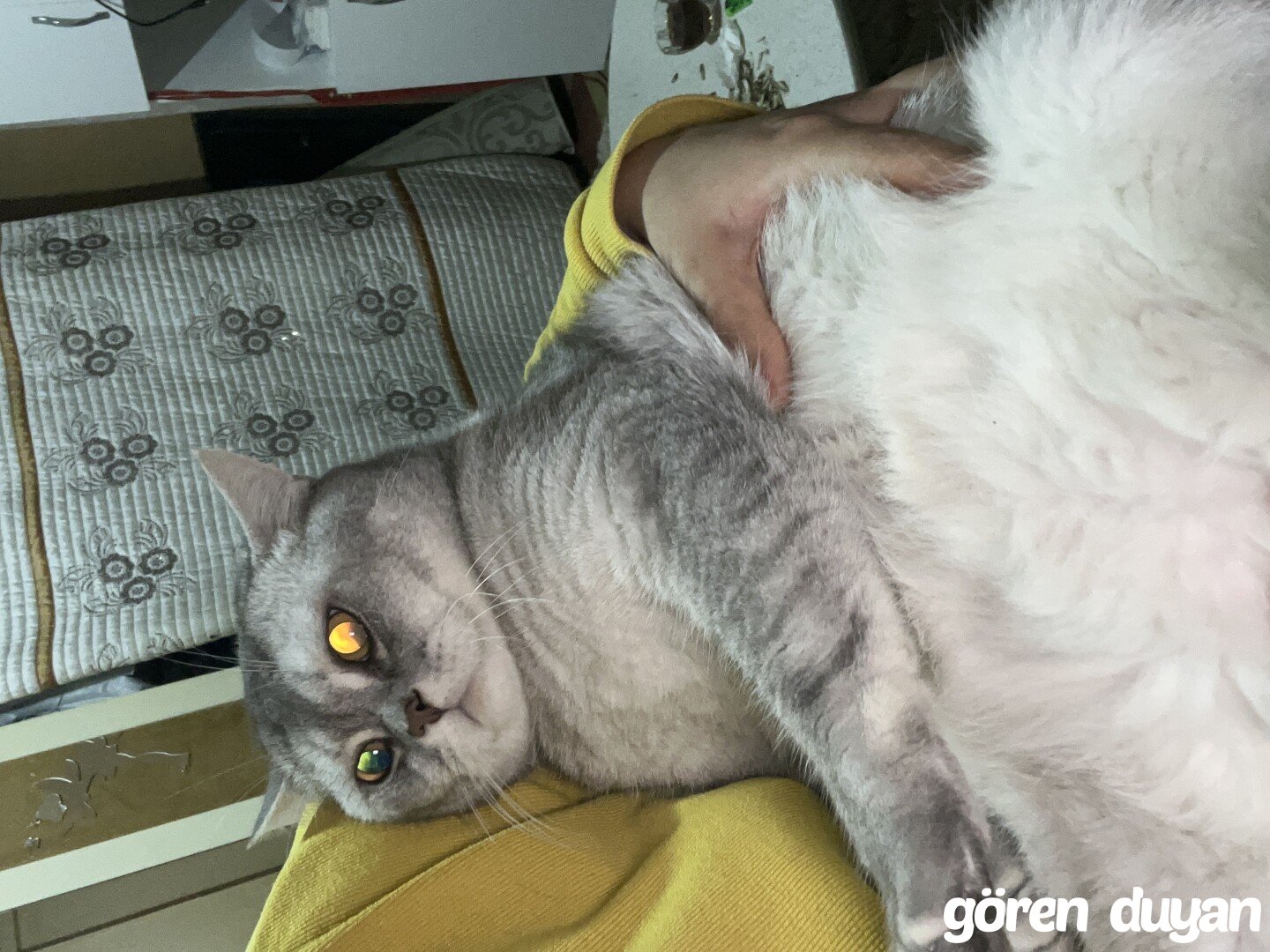 Kayıp british kedi Bayrampaşa İstanbul