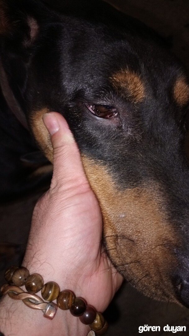 Kayıp doberman köpek