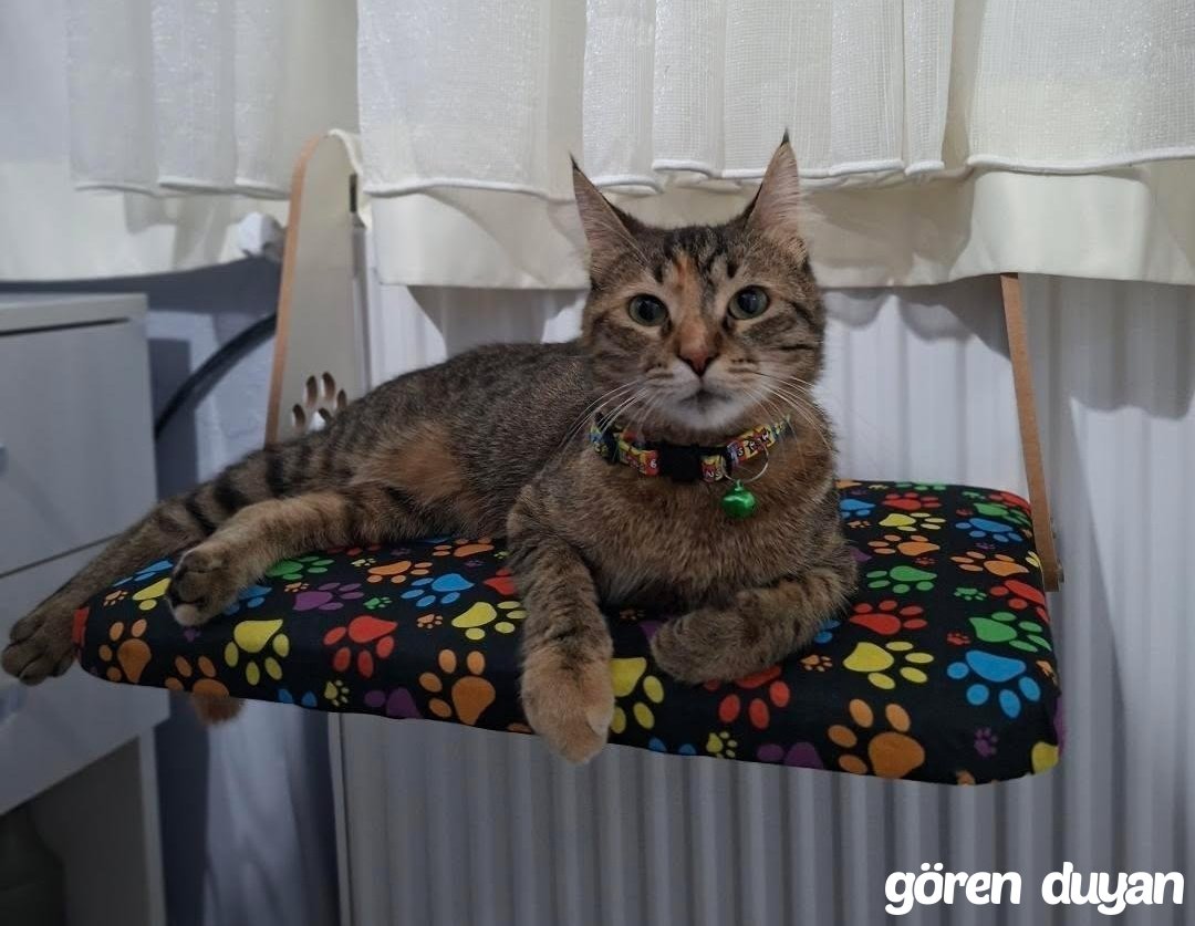 KAYIP KEDİ (ÖDÜLLÜ)