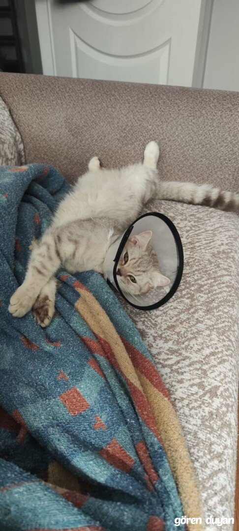 İstanbul Esenler Menderes kayıp kedi