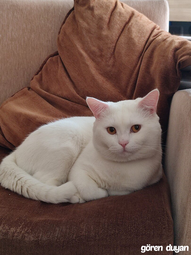Kayıp Kedi - Bartın