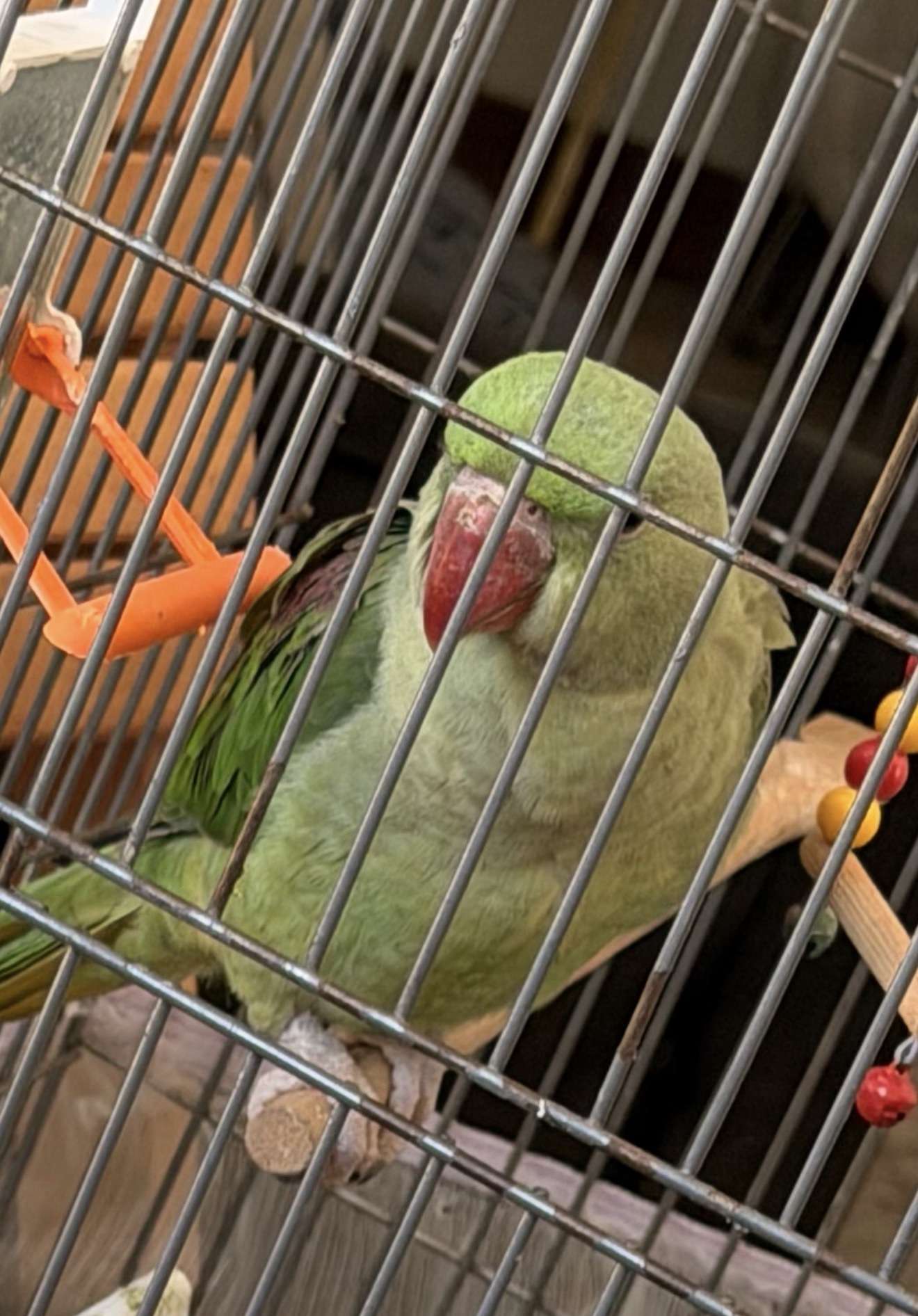 KAYIP ALEKSANDIR PAPAGAN 🦜