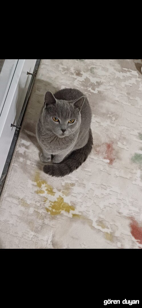 Kayıp kedi islahiye