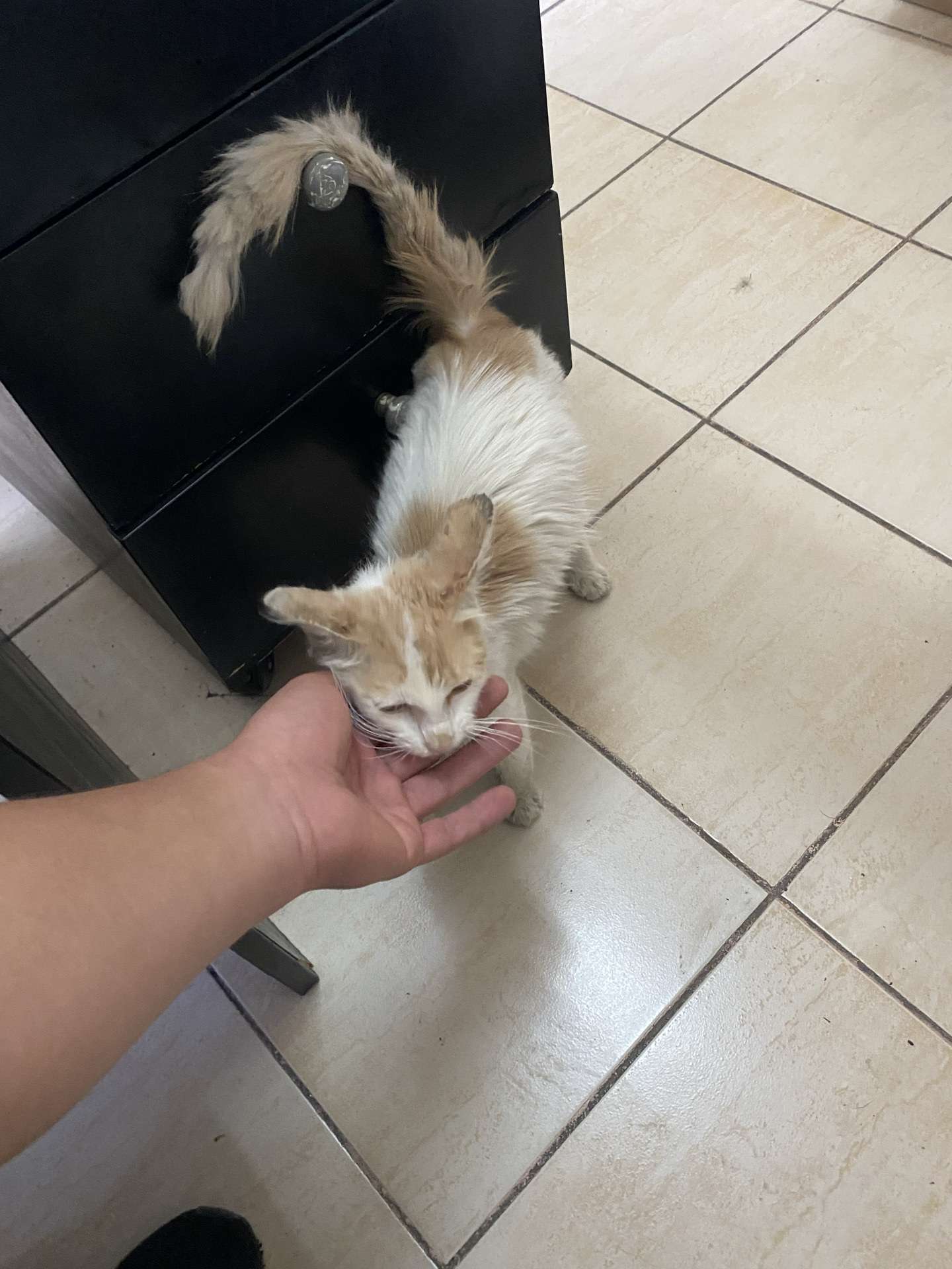İstanbul Bakırköy Tasmalı Kedi Sahibi Aranıyor