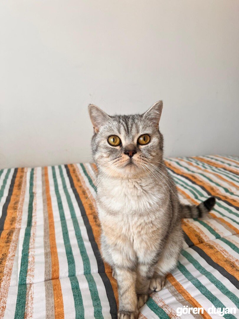 Kayıp Kedi Tırtıl