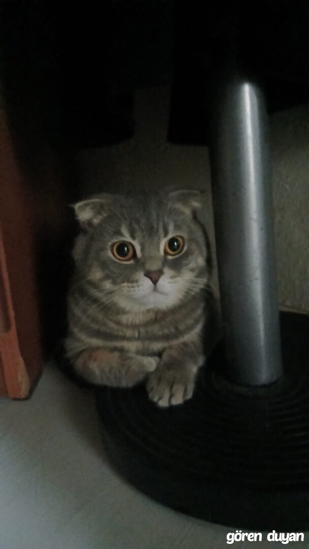 Kayıp Scotish Gri Kedi- Sultangazi