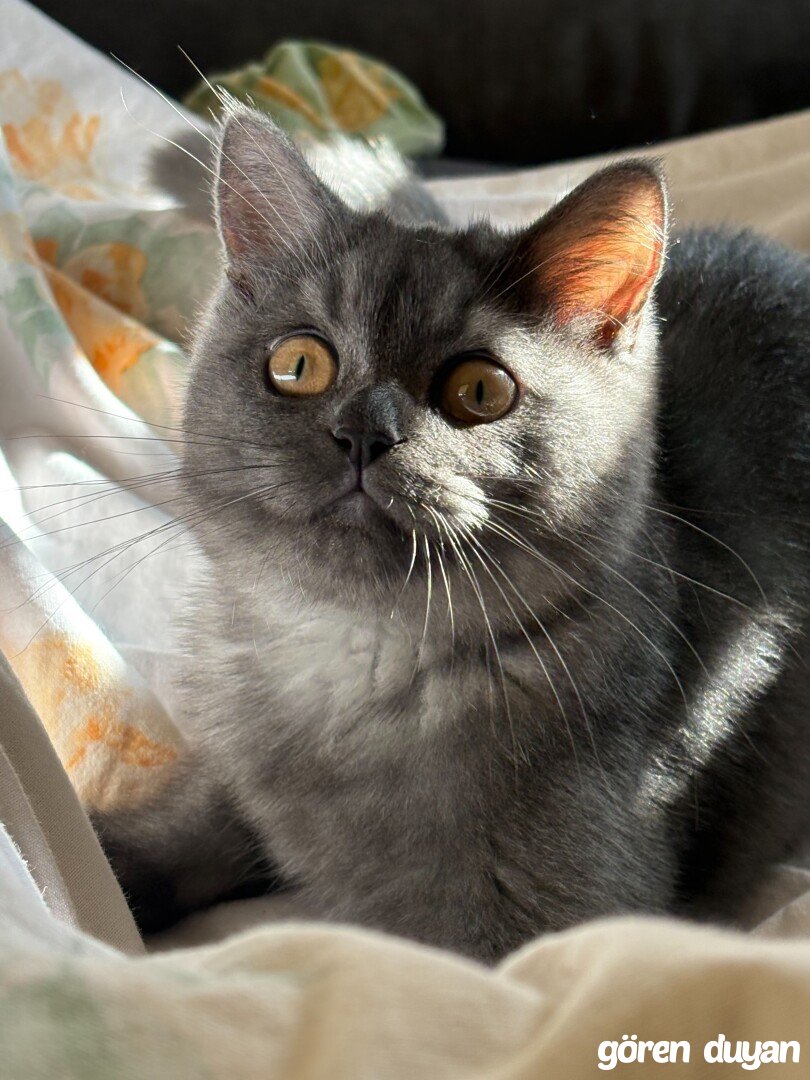 Kayıp Kedi (25.07.2026)