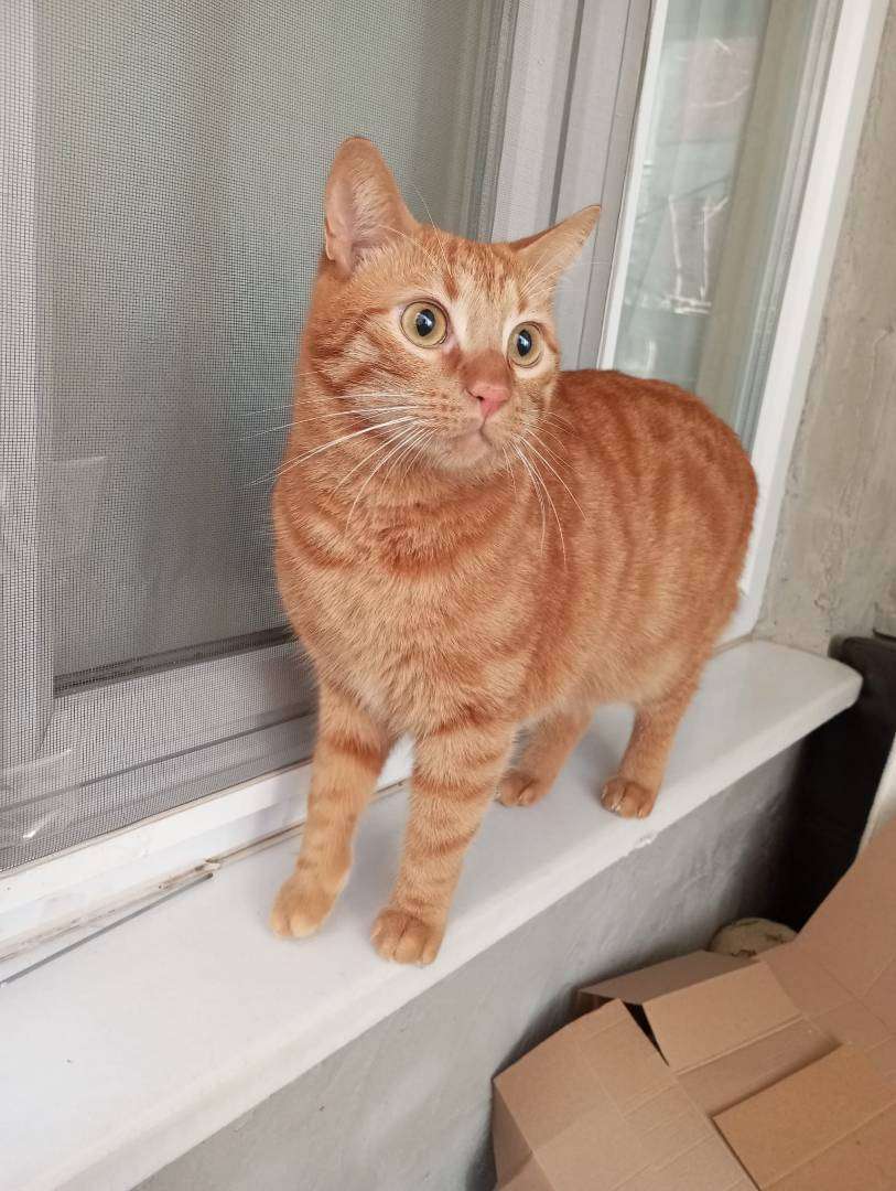 Pumpkin Bursa Gürsu