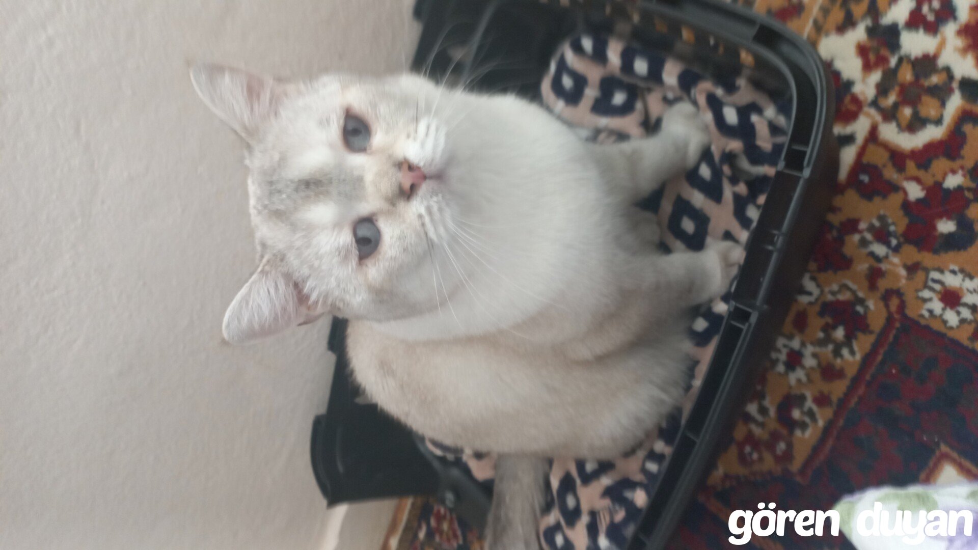 Kayıp kedi - Bağcılar yüzyıl