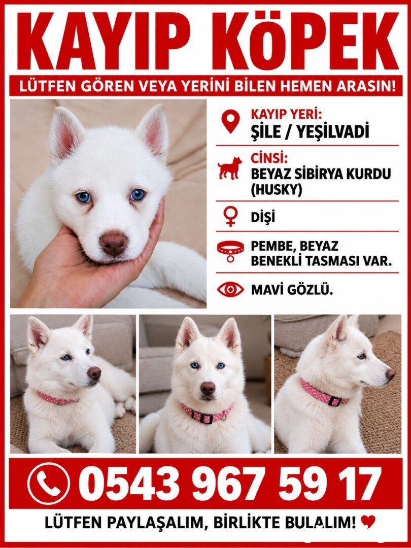 ŞİLE YEŞİLVADİ SİBİRYA KURDU HUSKY KAYIP ARANIYOR