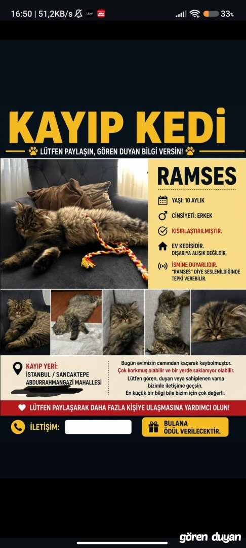 Kayıp kedi sancaktepe