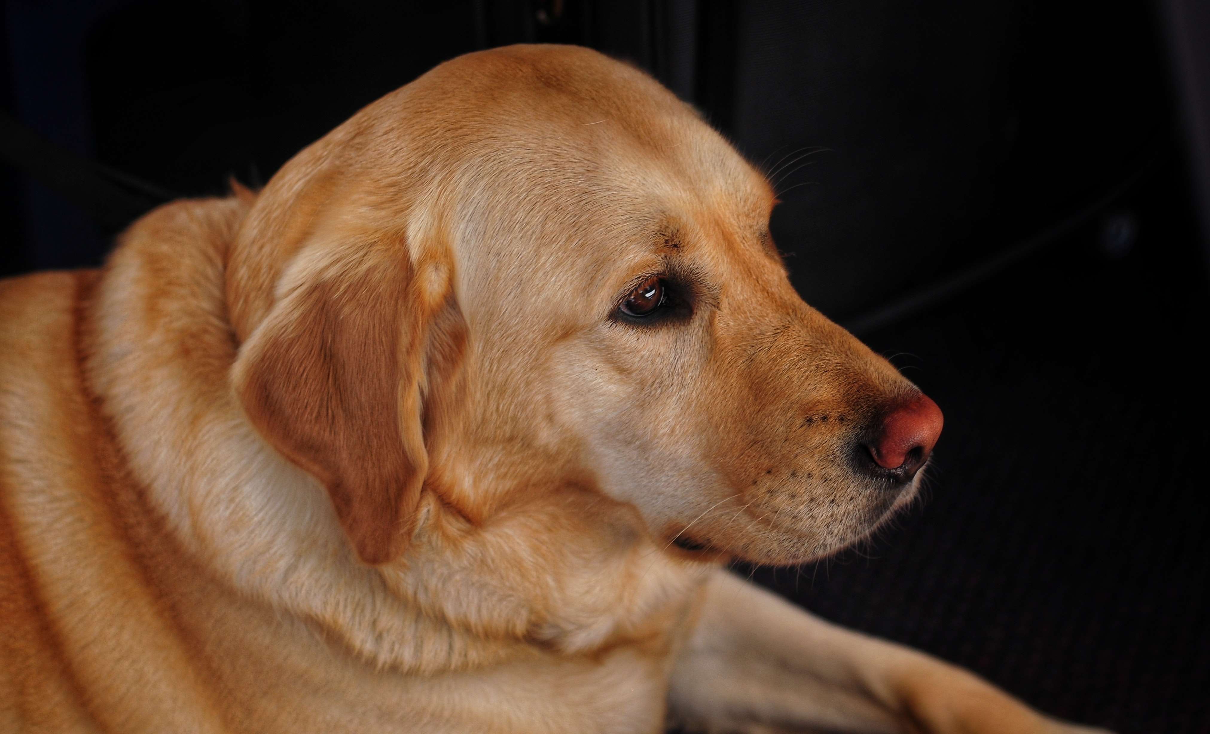 Yaşlı Köpek Sahipleri İçin 4 Önemli Öneri!