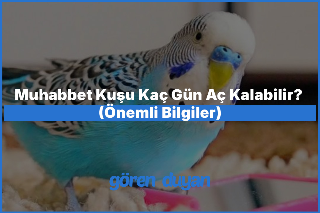 Muhabbet Kuşu Kaç Gün Aç Kalabilir? (Önemli Bilgiler)