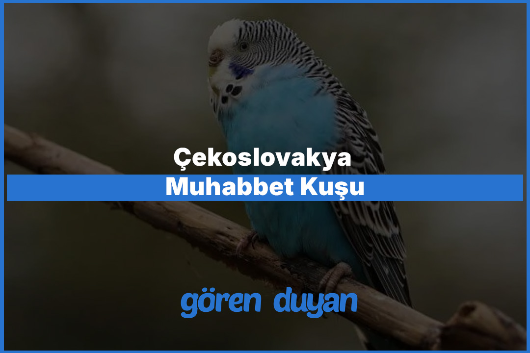 Çekoslovakya Muhabbet Kuşu Özellikleri ve Bilmeniz Gerekenler