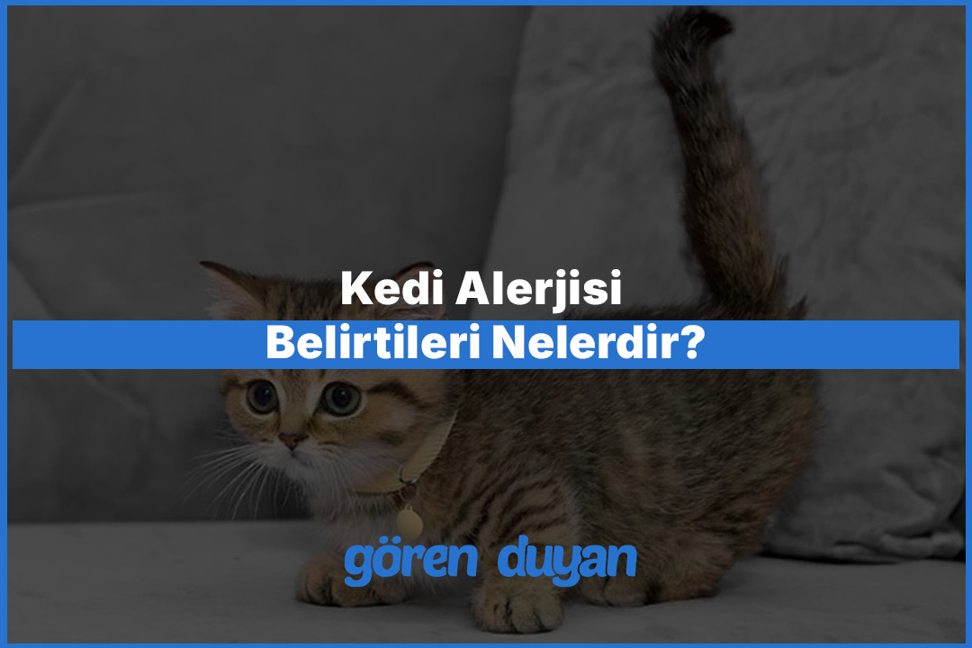 Kedi Alerjisi Belirtileri Nelerdir?