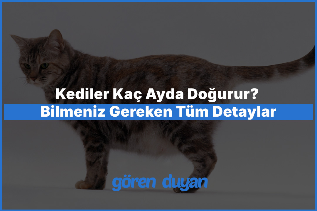 Kediler Kaç Ayda Doğurur? Bilmeniz Gereken Tüm Detaylar