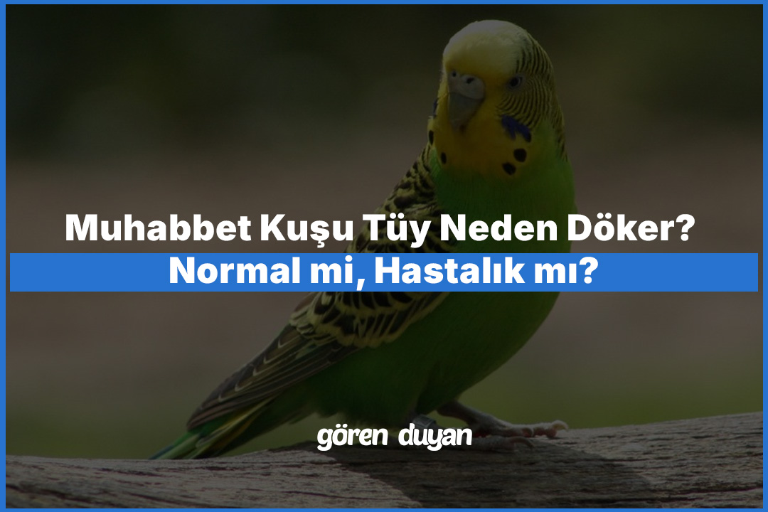 Muhabbet Kuşu Tüy Neden Döker? Normal mi, Hastalık mı?