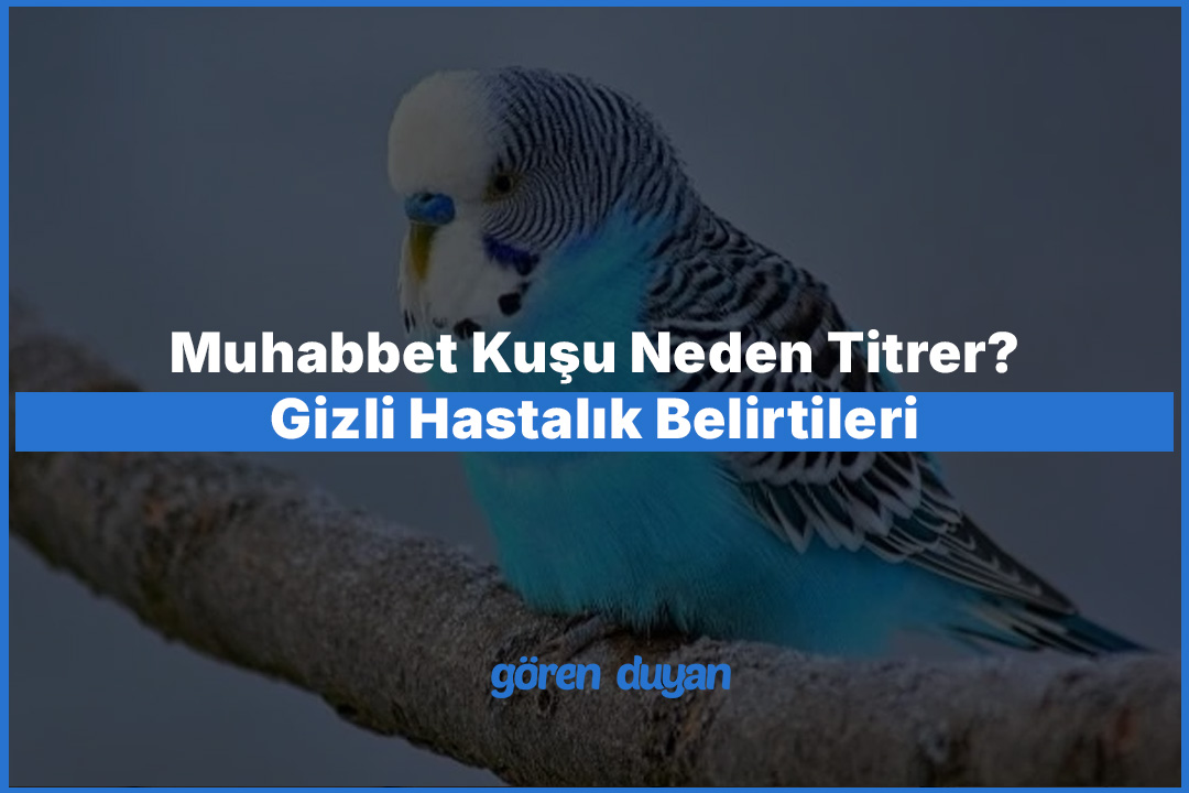Muhabbet Kuşu Neden Titrer? Gizli Hastalık Belirtileri