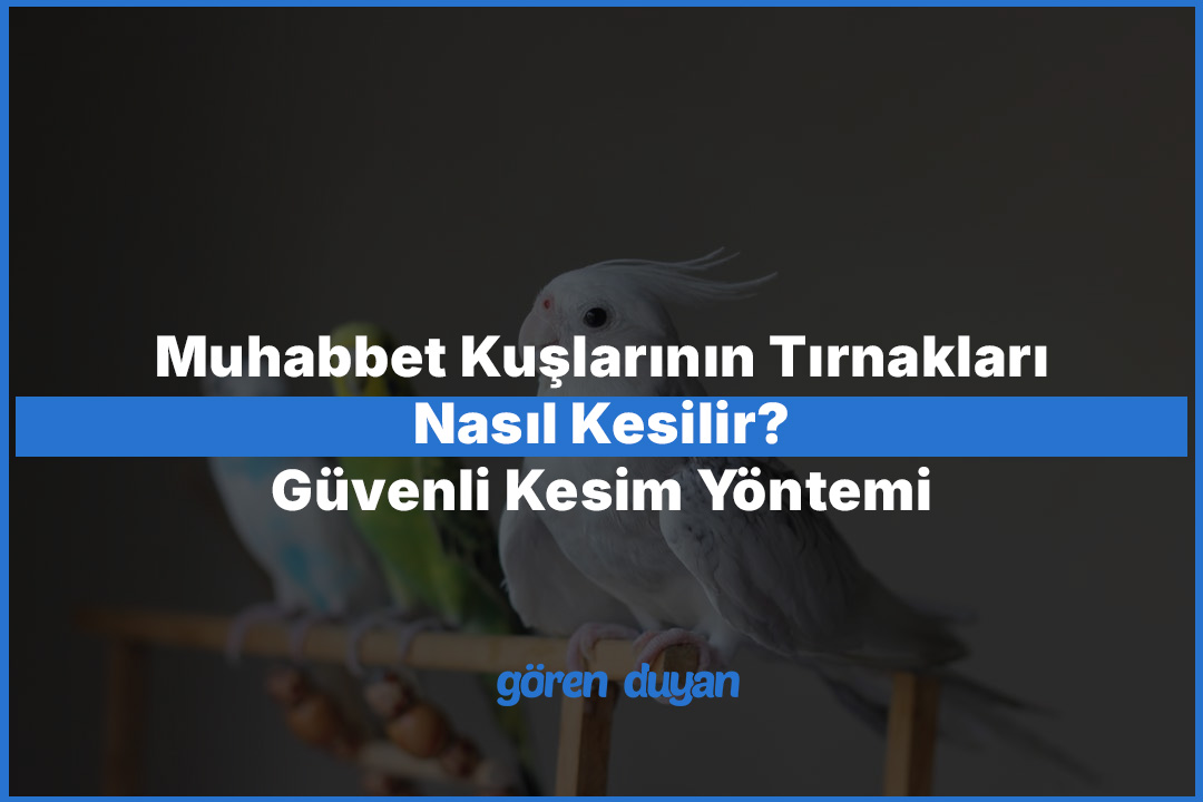 Muhabbet Kuşlarının Tırnakları Nasıl Kesilir? Güvenli Kesim Yöntemi