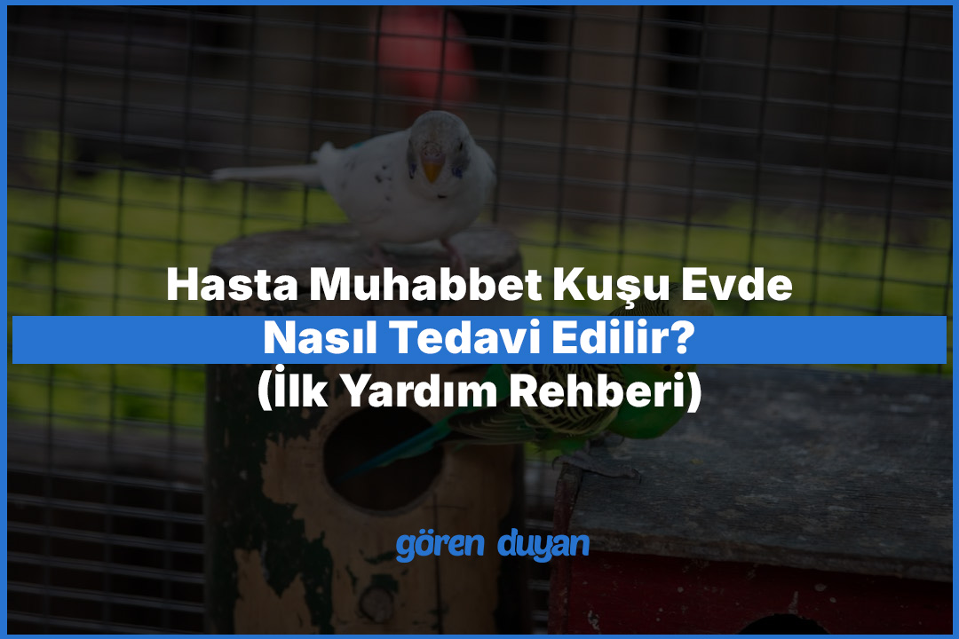 Hasta Muhabbet Kuşu Evde Nasıl Tedavi Edilir (İlk Yardım Rehberi)