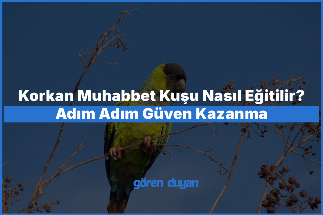 Korkan Muhabbet Kuşu Nasıl Eğitilir Adım Adım Güven Kazanma