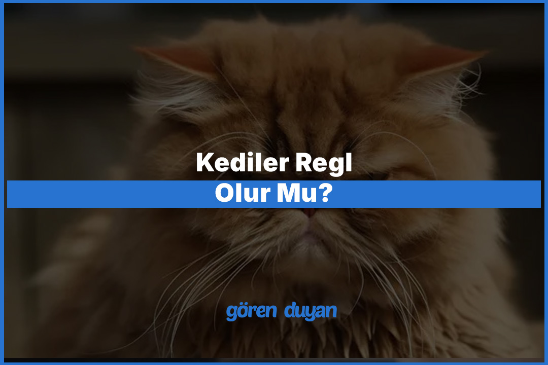 Kediler Regl Olur Mu?
