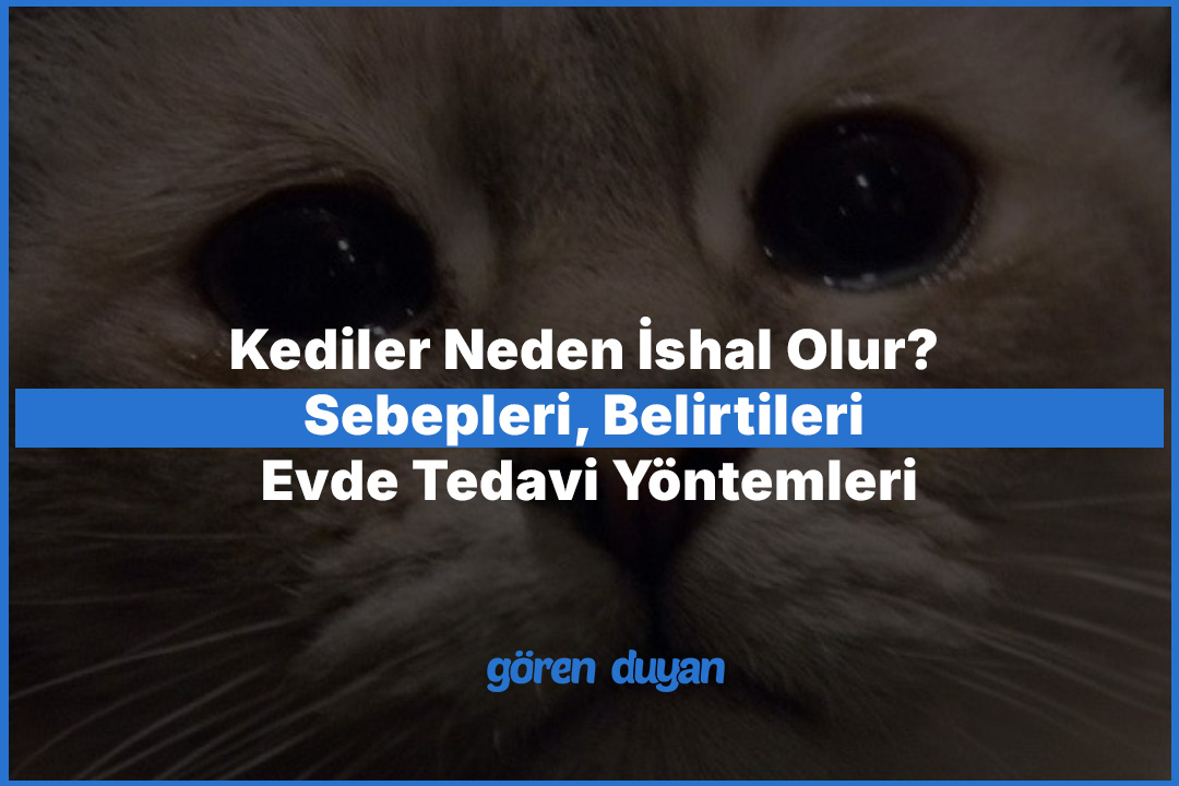 Kediler Neden İshal Olur? Sebepleri, Belirtileri ve Evde Tedavi Yöntemleri