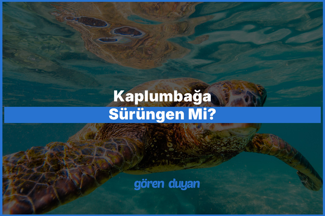 Kaplumbağa Sürüngen Mi? Bilmeniz Gereken Her Şey