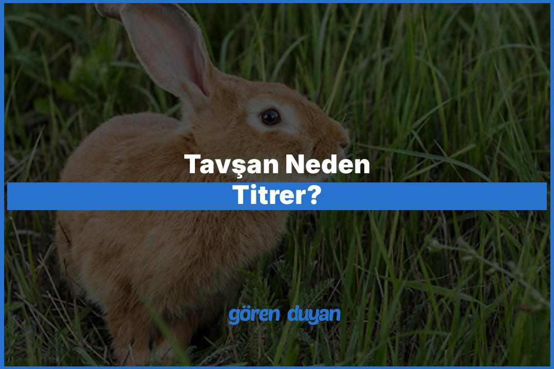 Tavşan Neden Titrer? Nedenleri ve Çözümleri