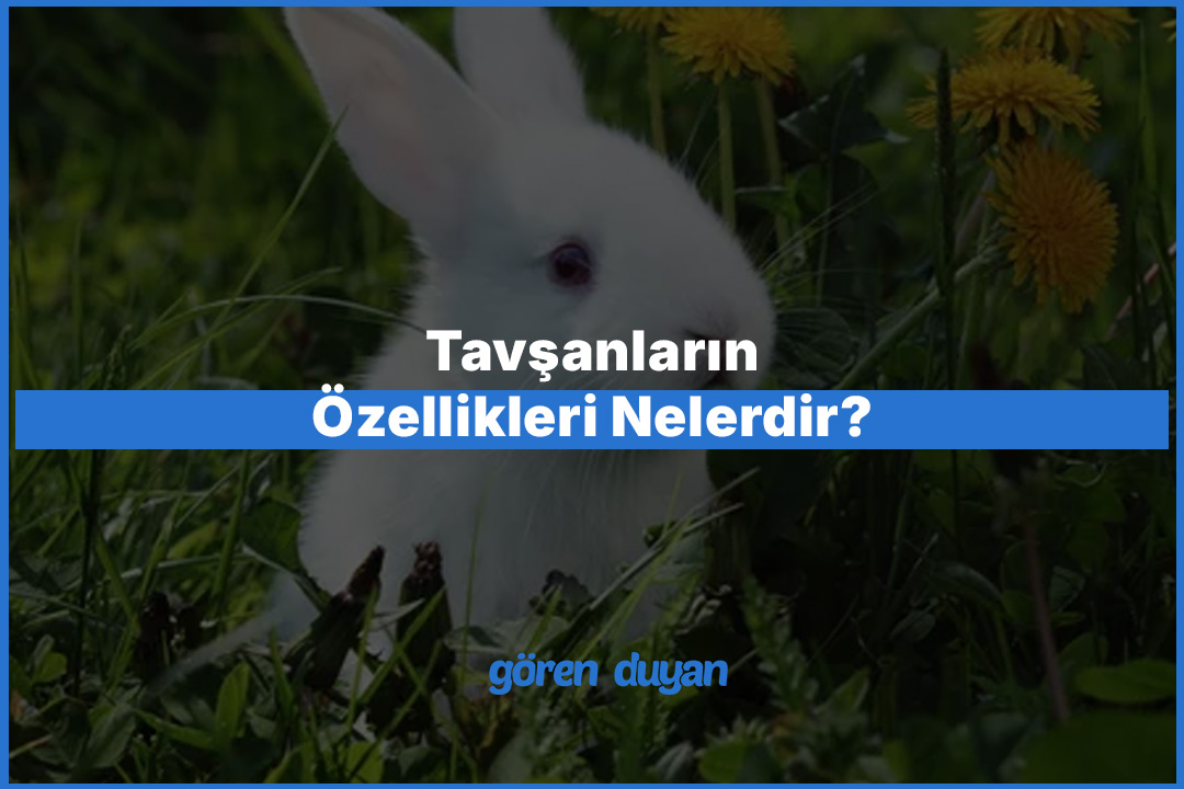 Tavşanların Özellikleri Nelerdir? Eksiksiz Rehber