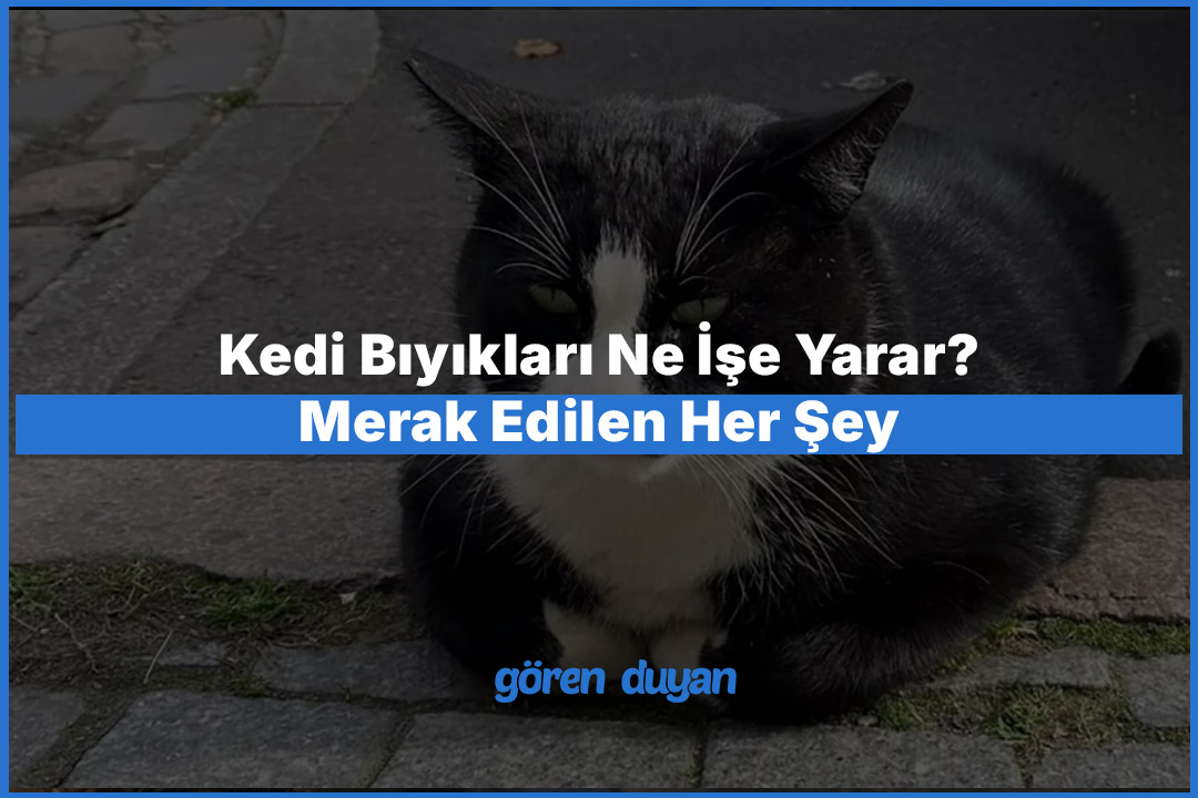 Kedi Bıyıkları Ne İşe Yarar? Merak Edilen Her Şey