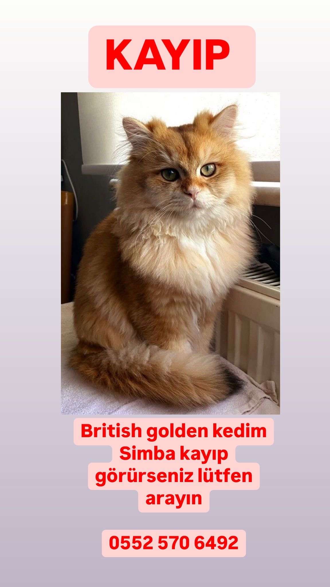 Kayıp british golden kedim simba