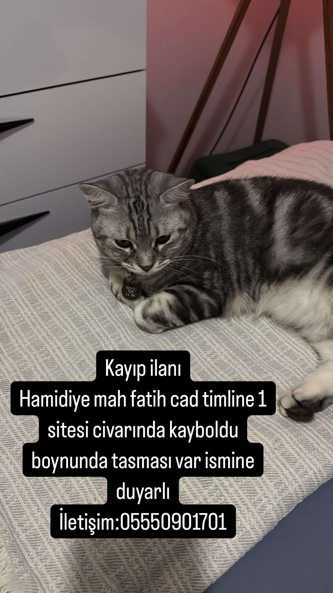 Kayıp kedi