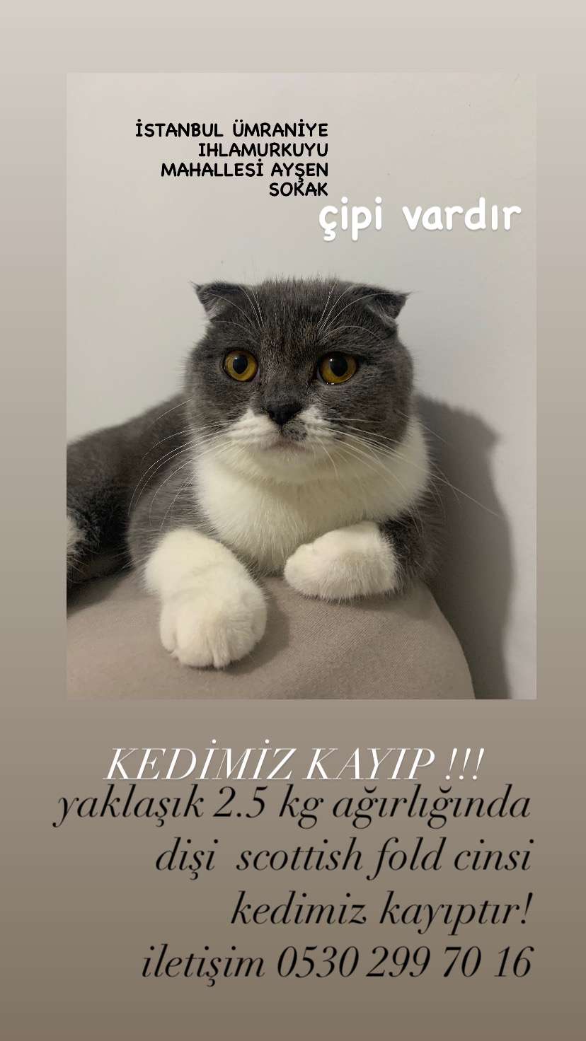 SCOTTİSH FOLD KEDİM KAYIP