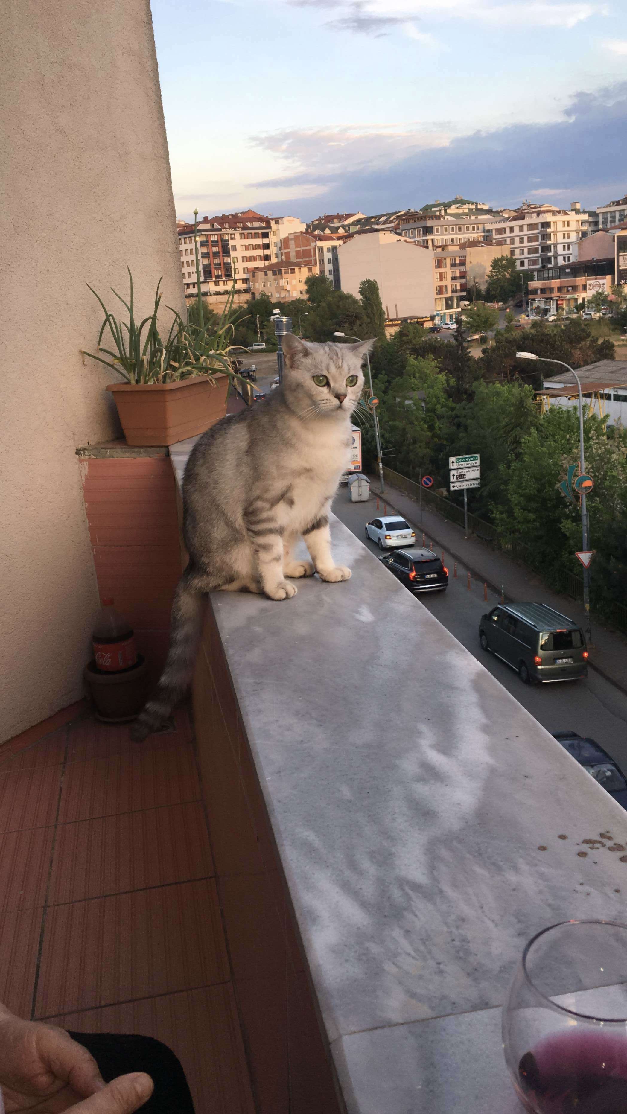 Çekmeköy civarında kayıp kedi ALFA