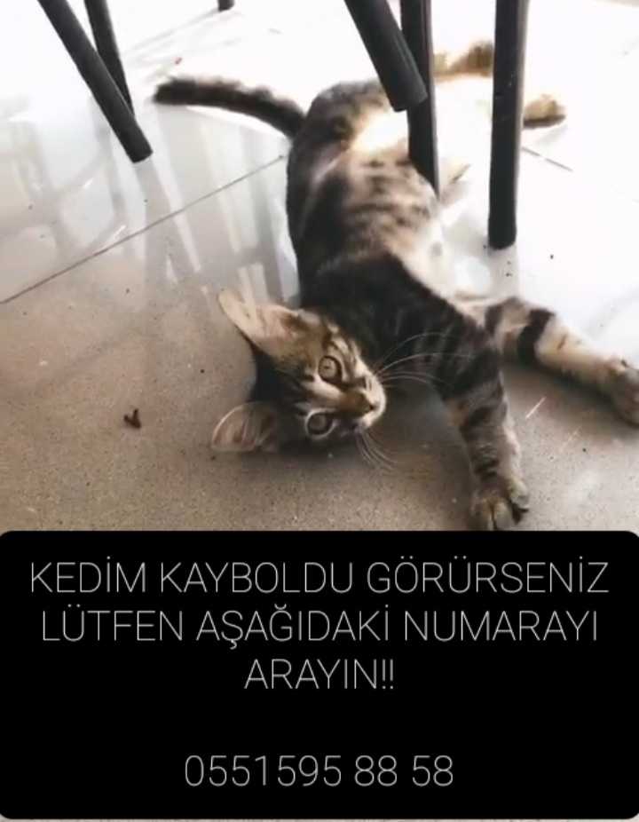 Muhammed Ali ugur