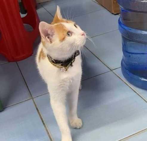 kayıp kedi