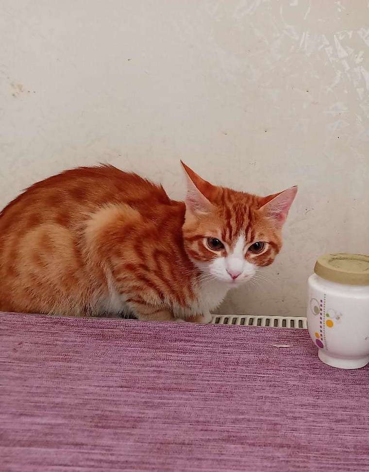 İnönü mahallesi FRED 