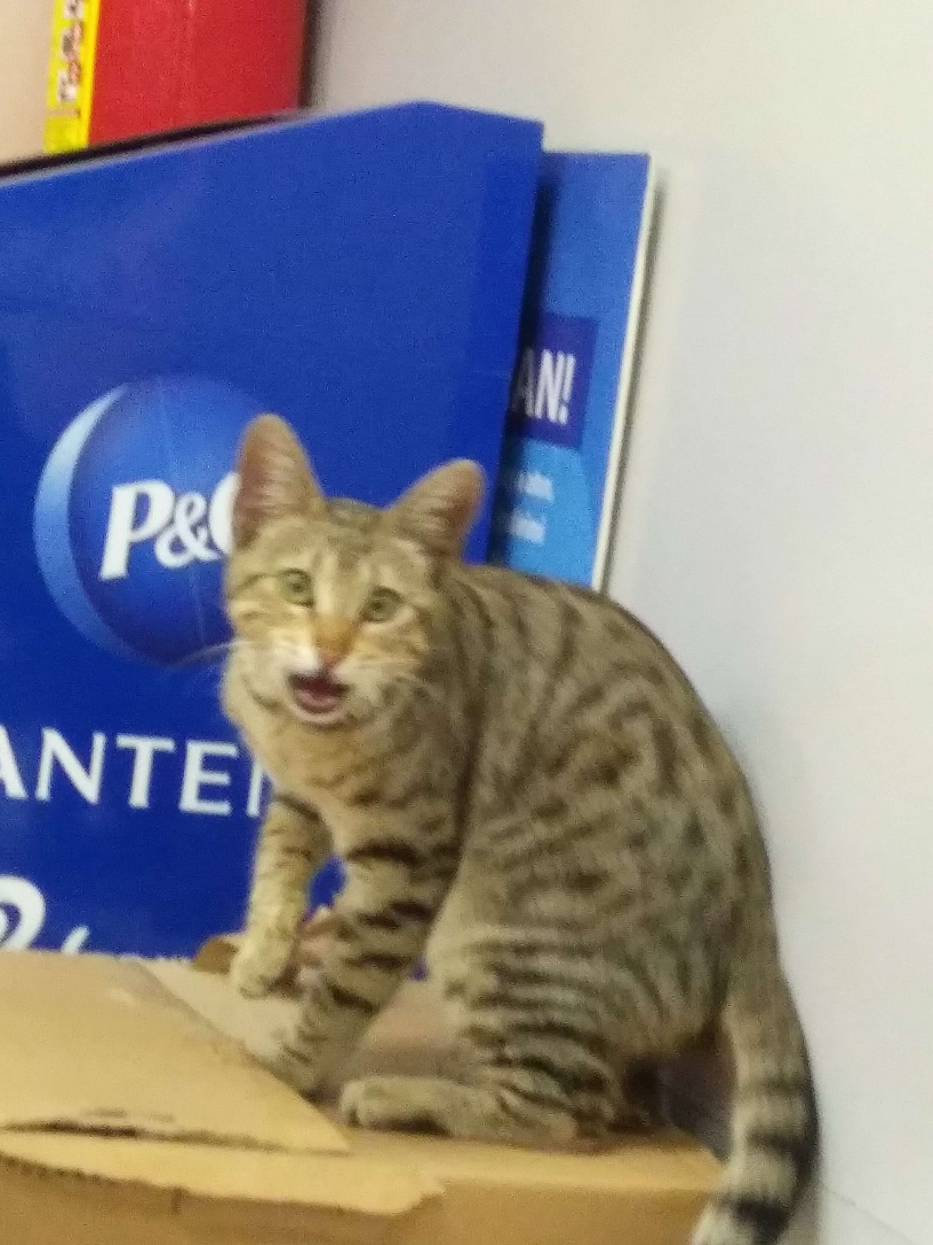 Annesinden uzak kayıp kedi