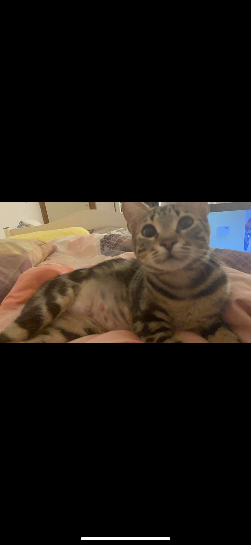 kayıp kedi