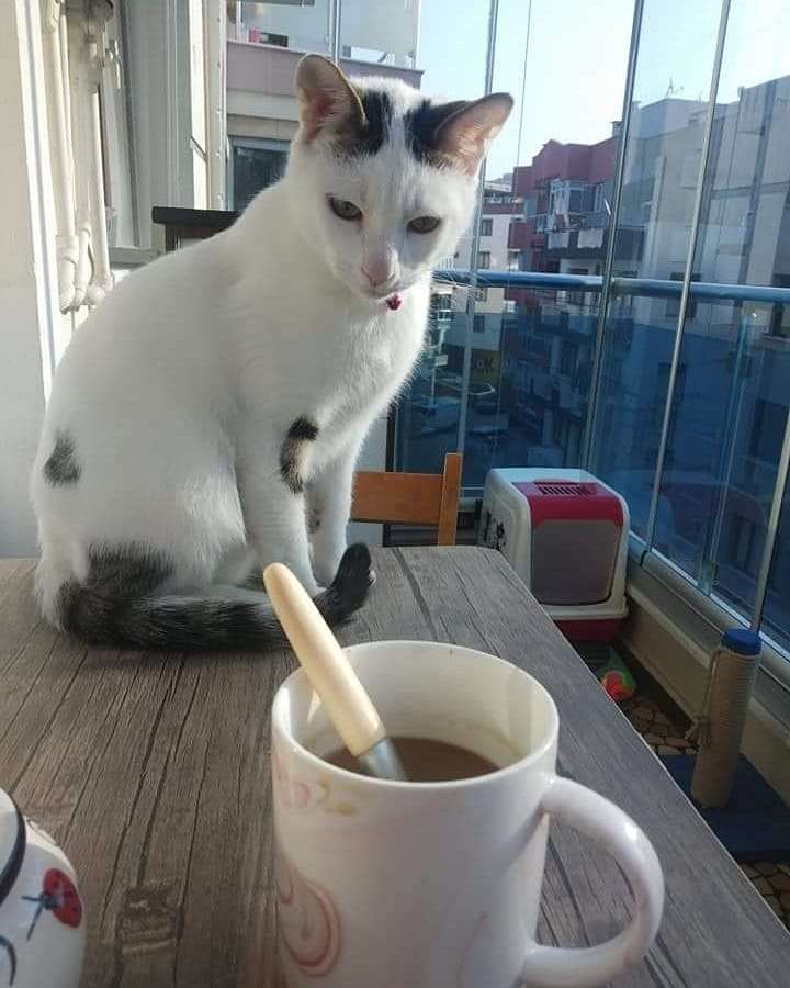Kedim LATTE kayiptir
