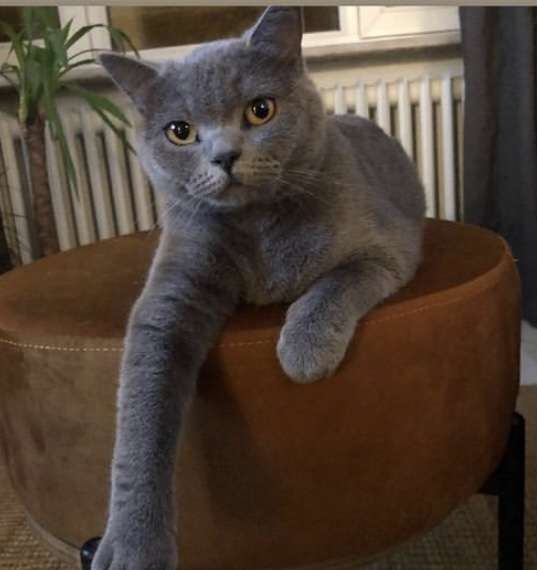 Kayıp Kedi 