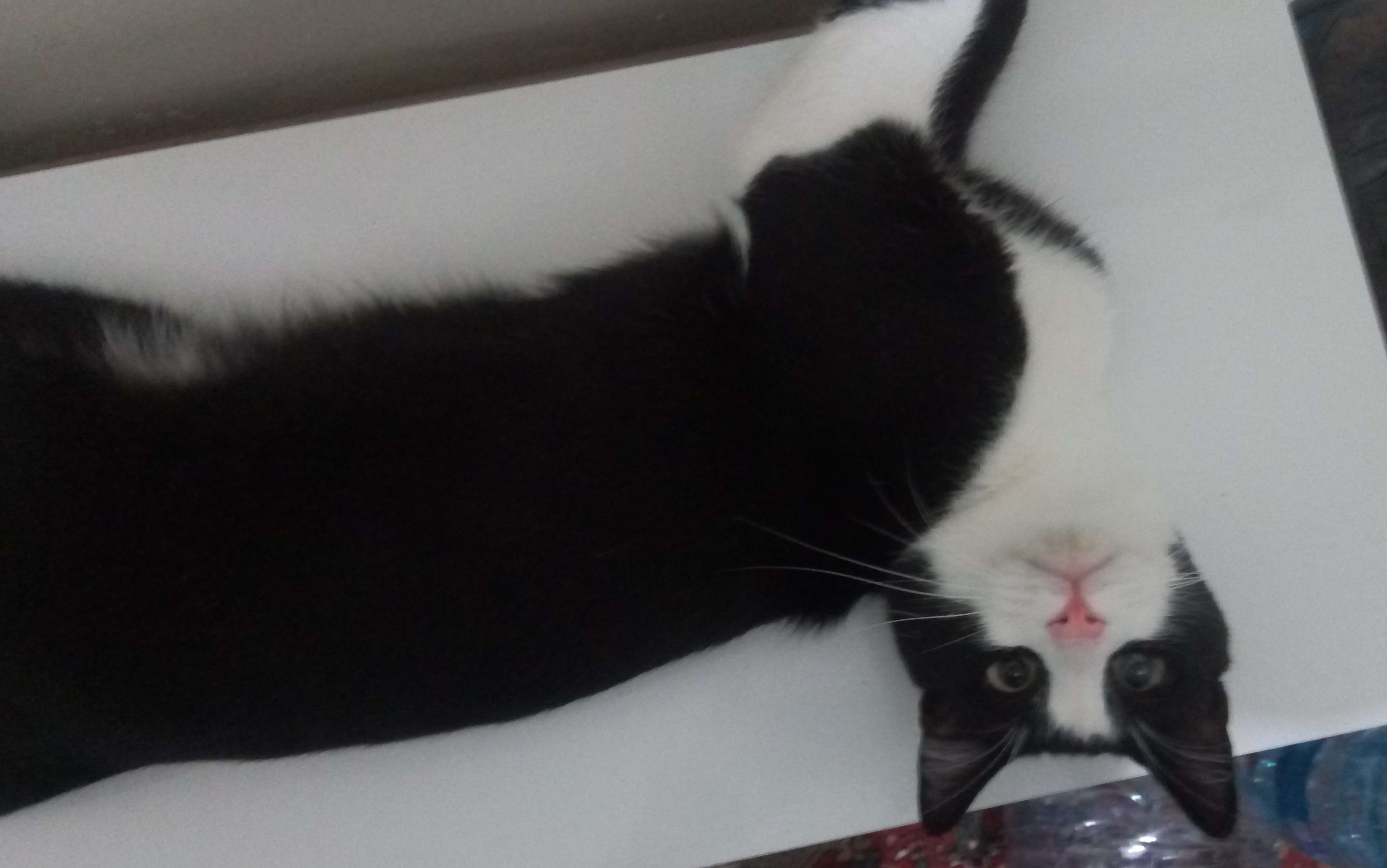 Kedi
