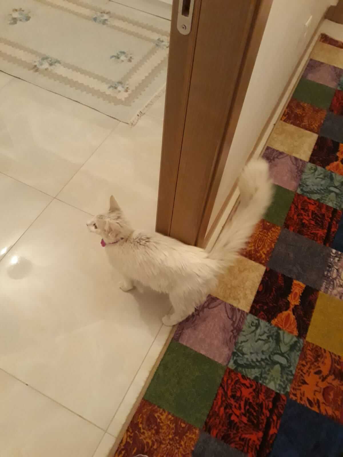 Kayıp Kedi