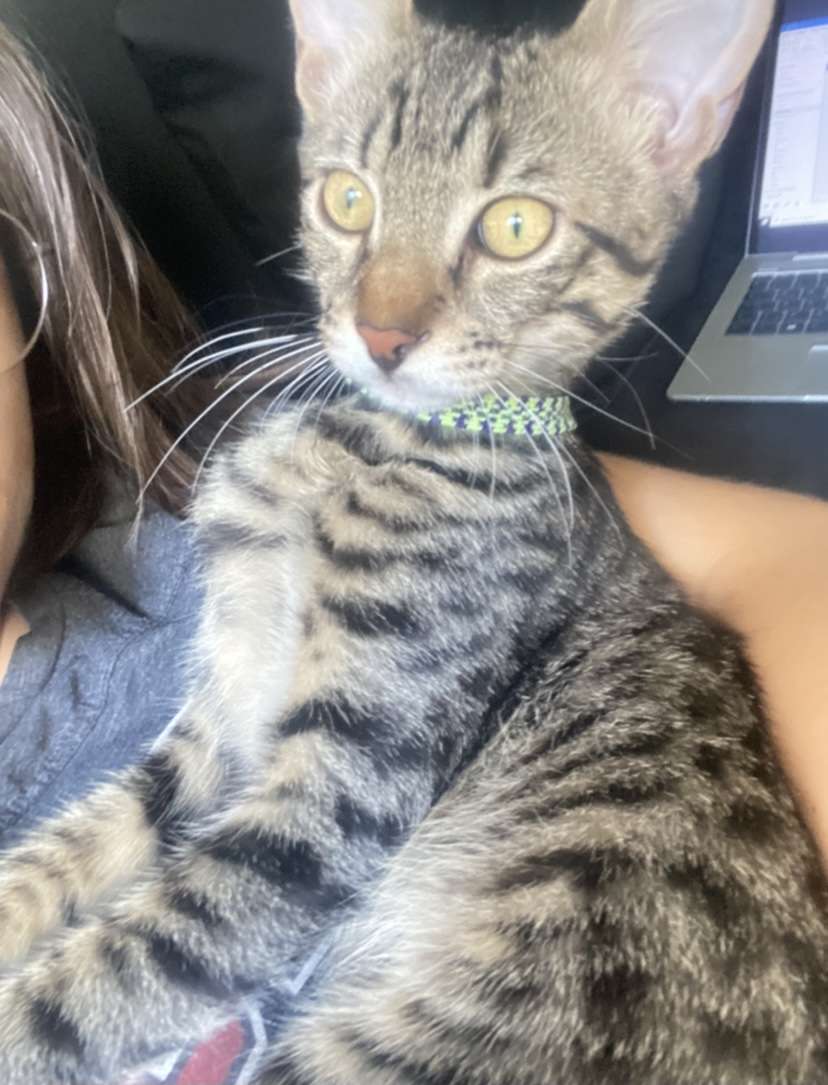 Kayıp Kedi Beşiktaş