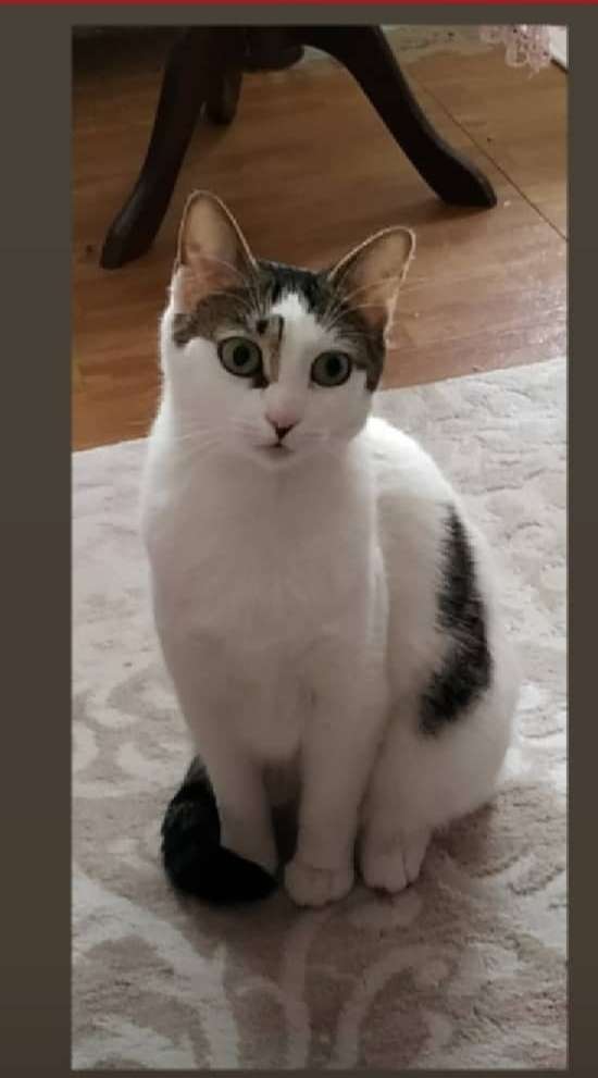 Bayrampaşa/Yıldırım Mahallesi Kayıp Kedi